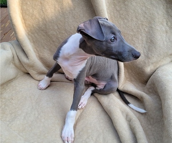 Medium Photo #2 Italian Greyhound Puppy For Sale in NEWTOWN SQUARE, PA, USA