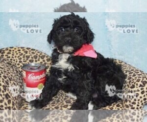 Aussiedoodle-Poodle (Toy) Mix Puppy for sale in SANGER, TX, USA