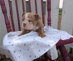 Small Photo #6 English Bulldog Puppy For Sale in GOSHEN, IN, USA