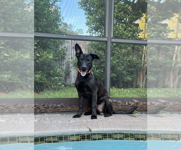 Medium Photo #3 Holland Shepherd Puppy For Sale in Imlay City, MI, USA