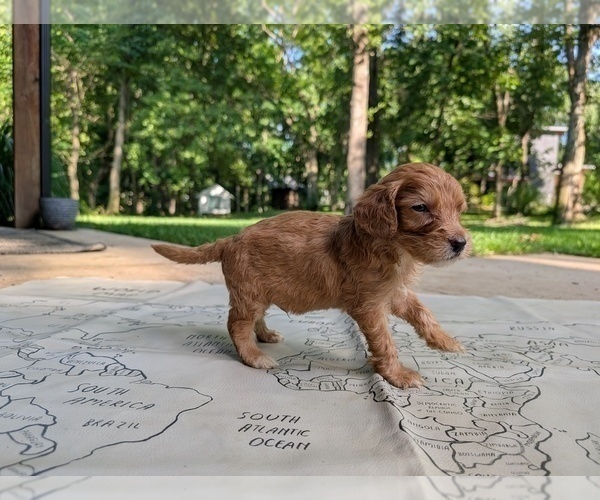 Medium Photo #12 Golden Mountain Doodle  Puppy For Sale in BROKEN ARROW, OK, USA