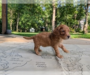 Medium Golden Mountain Doodle 