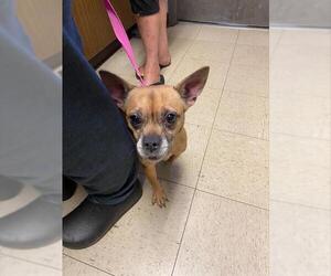 Chihuahua-Unknown Mix Dogs for adoption in Stockton, CA, USA