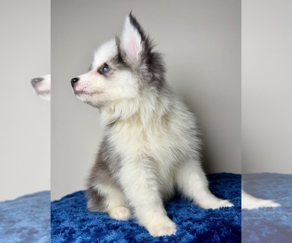 Medium Photo #5 Pomsky Puppy For Sale in NASHUA, NH, USA