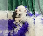 Small #8 Maltese