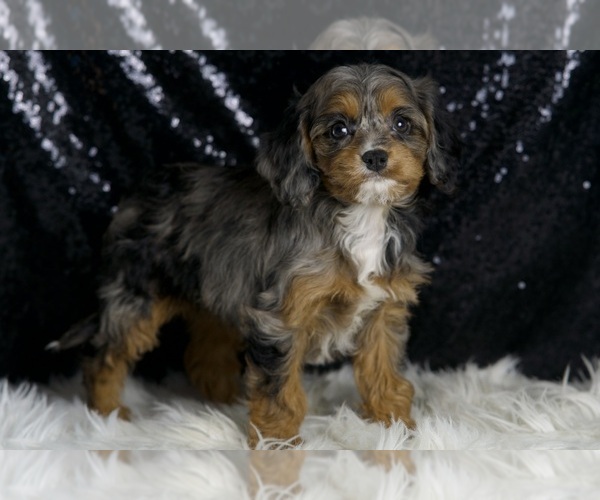 Medium Photo #4 Cavapoo Puppy For Sale in WARSAW, IN, USA