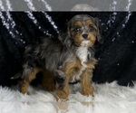 Small #3 Cavapoo