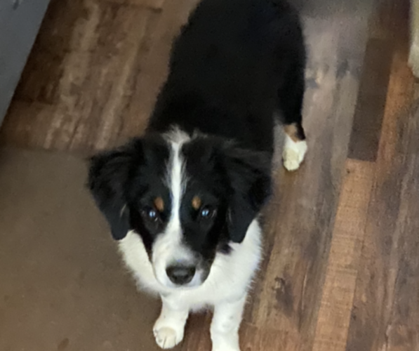 Medium Photo #23 Miniature American Shepherd Puppy For Sale in PLACERVILLE, CA, USA