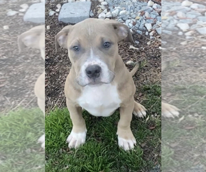 American Bully Puppy for Sale in RICHMOND, Virginia USA