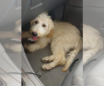 Small Photo #1 Goldendoodle Puppy For Sale in HERNDON, PA, USA
