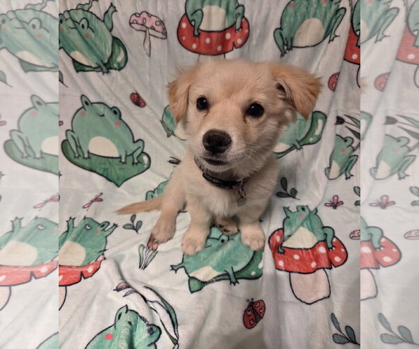 Medium Photo #1 Shiba Inu-Unknown Mix Puppy For Sale in Chandler, AZ, USA