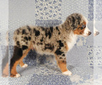 Small #8 Miniature Australian Shepherd