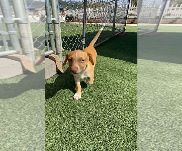 Medium Photo #2 Beagle-Unknown Mix Puppy For Sale in La Verne, CA, USA