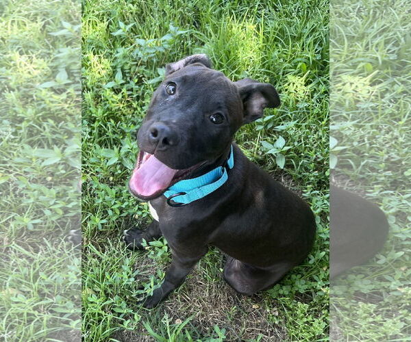 Medium Photo #2 Labrador Retriever-Unknown Mix Puppy For Sale in Mount Laurel, NJ, USA