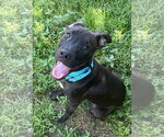 Small #1 Labrador Retriever Mix