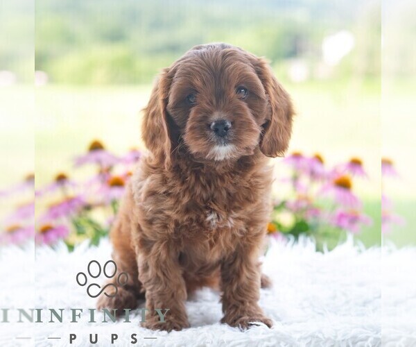 Medium Photo #6 Cavapoo (Miniature) Puppy For Sale in PAXINOS, PA, USA
