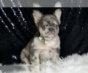 French Bulldog Puppy for Sale in WARSAW, Indiana USA
