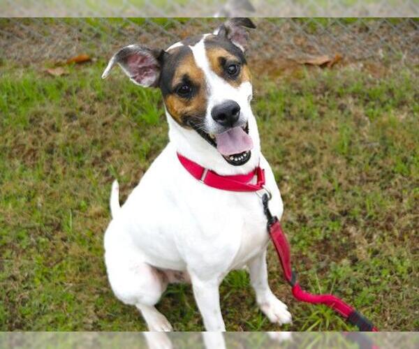 Medium Photo #2 American Staffordshire Terrier-Beagle Mix Puppy For Sale in Tallahassee, FL, USA