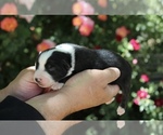 Puppy Diamond Australian Shepherd