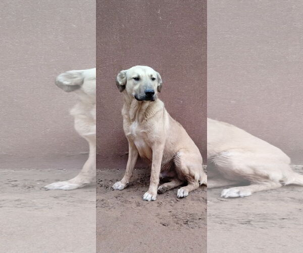Medium Photo #2 Anatolian Shepherd-Labrador Retriever Mix Puppy For Sale in Apple Valley, CA, USA