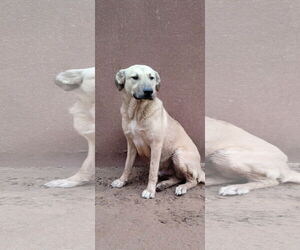 Seven Dwarfs - Male Anatolian Shepherd-Labrador Retriever Mix Dog for Adoption - Photo #2