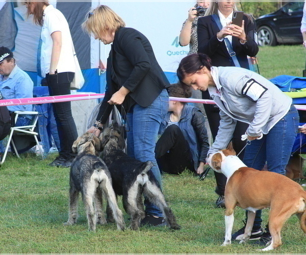 Medium Photo #8 Schnauzer (Giant) Puppy For Sale in Hatvan, Heves, Hungary