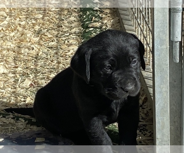Medium Photo #1 Labrador Retriever Puppy For Sale in OCALA, FL, USA