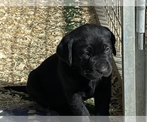 Labrador Retriever Puppy for sale in OCALA, FL, USA