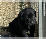 Small Photo #1 Labrador Retriever Puppy For Sale in OCALA, FL, USA