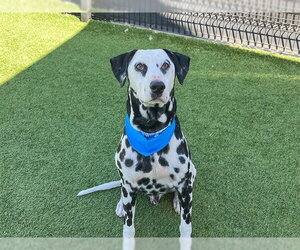 Dalmatian Dogs for adoption in Orange, CA, USA