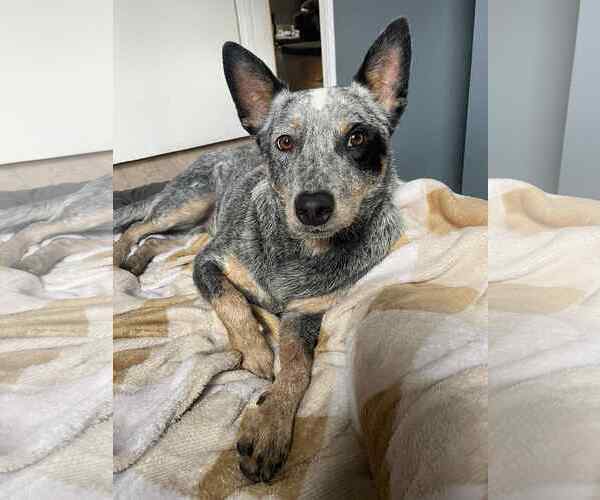 Medium Photo #11 Mutt Puppy For Sale in Highland, IL, USA