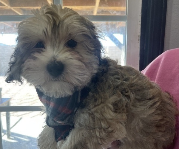 Medium Photo #9 Maltipoo (Miniature) Puppy For Sale in PALMDALE, CA, USA