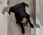 Small #5 Labrador Retriever Mix