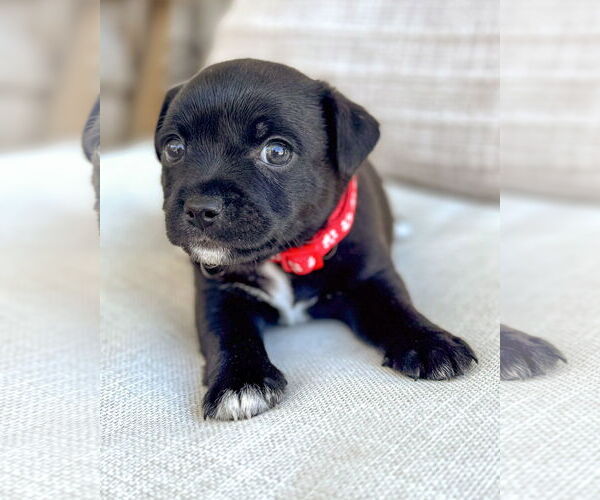 Medium Photo #5 Chihuahua-Unknown Mix Puppy For Sale in Corona, CA, USA