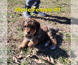 Bernedoodle Puppy for sale in CLARKSVILLE, TX, USA