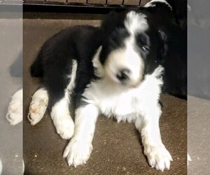 Aussiedoodle Puppy for sale in MARION, TX, USA