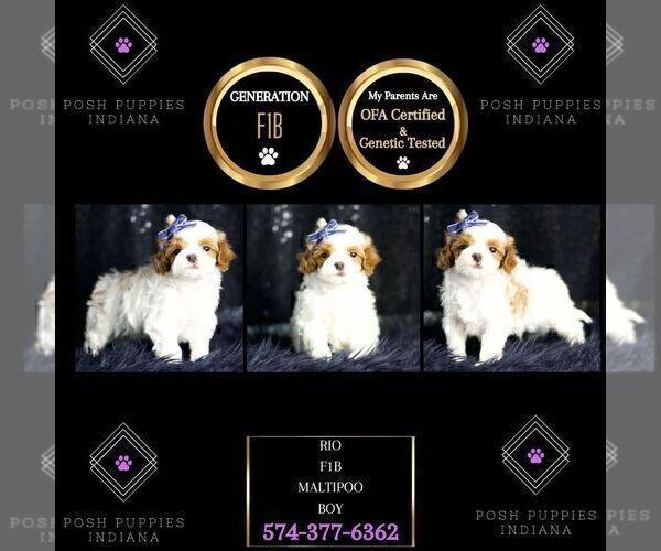 Medium Photo #60 Maltipoo Puppy For Sale in WARSAW, IN, USA
