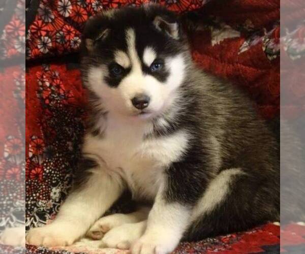 Medium Photo #5 Siberian Husky Puppy For Sale in DANVILLE, PA, USA