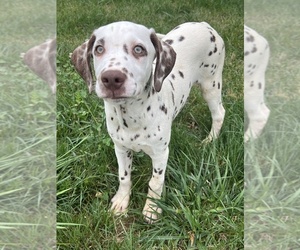 Dalmatian Puppy for sale in BEECH GROVE, IN, USA