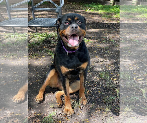 Medium Photo #1 Rottweiler Puppy For Sale in Techny, IL, USA