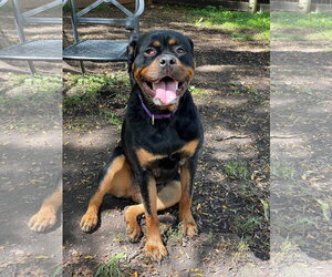 Rottweiler Dogs for adoption in Techny, IL, USA