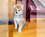 Small Photo #5 Pomsky Puppy For Sale in ADOLPHUS, KY, USA