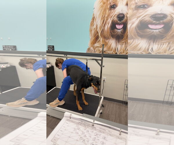 Medium Photo #2 Doberman Pinscher-Unknown Mix Puppy For Sale in Buffalo, MN, USA