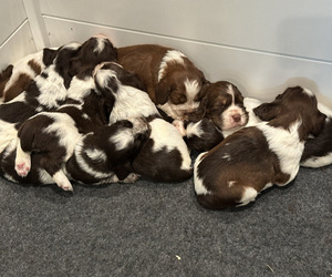 English Springer Spaniel Puppy for sale in DEER PARK, WA, USA