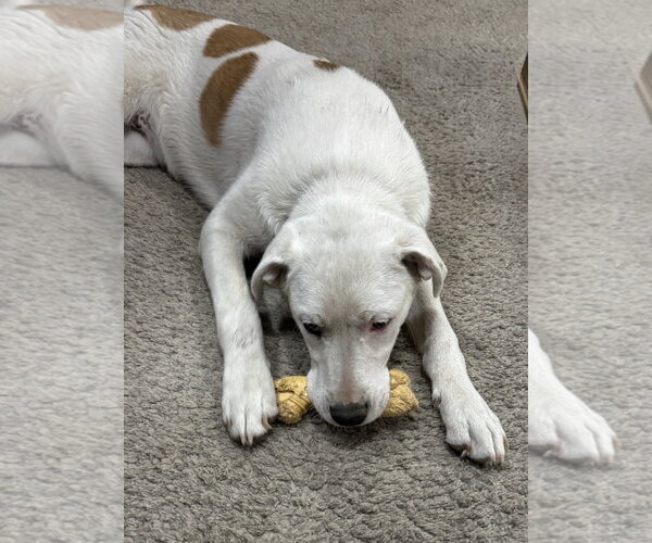Medium Photo #3 Labrador Retriever-Unknown Mix Puppy For Sale in Omaha, NE, USA