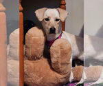 Small #2 Basset Hound-Labrador Retriever Mix