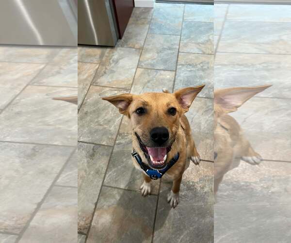 Medium Photo #3 Retriever -Unknown Mix Puppy For Sale in Woodbury, NY, USA