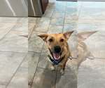 Small #2 Retriever  Mix