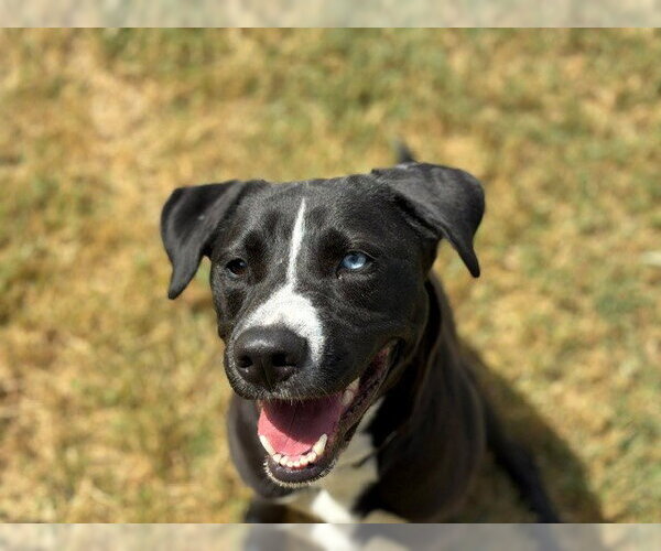Medium Photo #2 Mutt Puppy For Sale in Tulsa, OK, USA