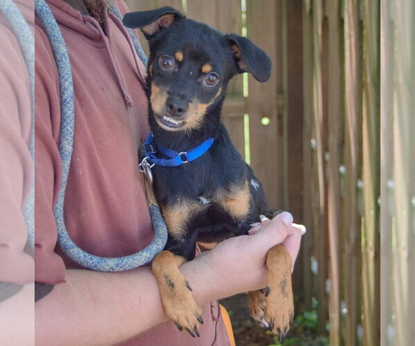 Medium Photo #3 Dachshund-Italian Greyhound Mix Puppy For Sale in Huntley, IL, USA
